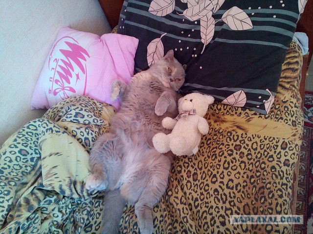 Котовторник 16.02.16