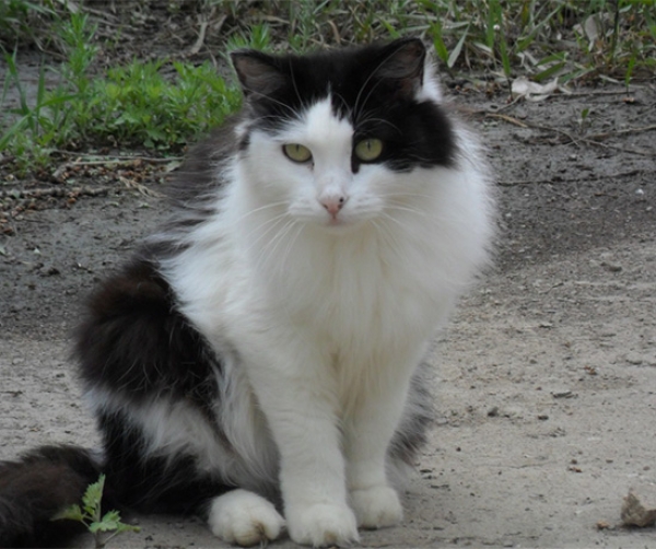Котовторник  01.03.2016