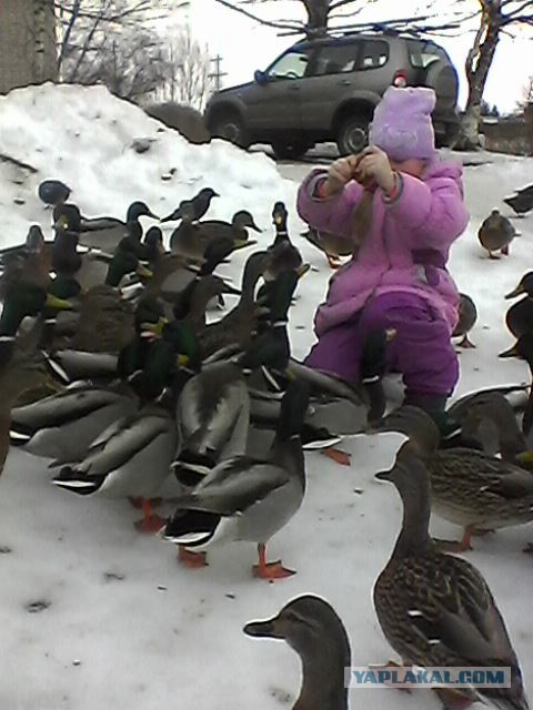 Каких птиц вы видите в городе?