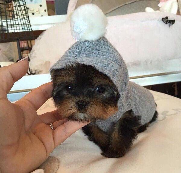 Мохнатые беспредельщики
