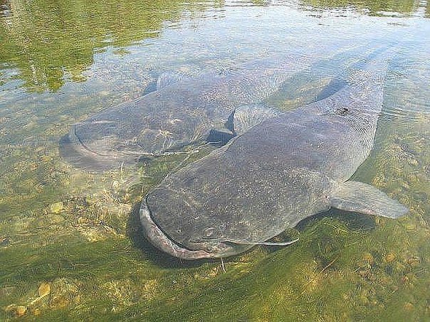 В Калининграде гигантский сом прогнал водолазов