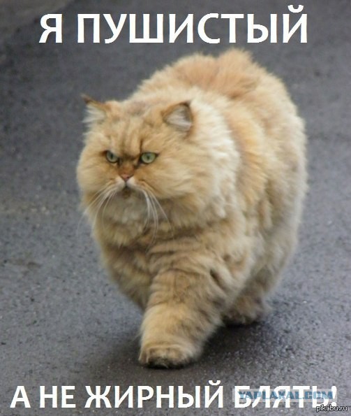 Котовторник 13.09.2016