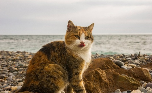 Морские котики
