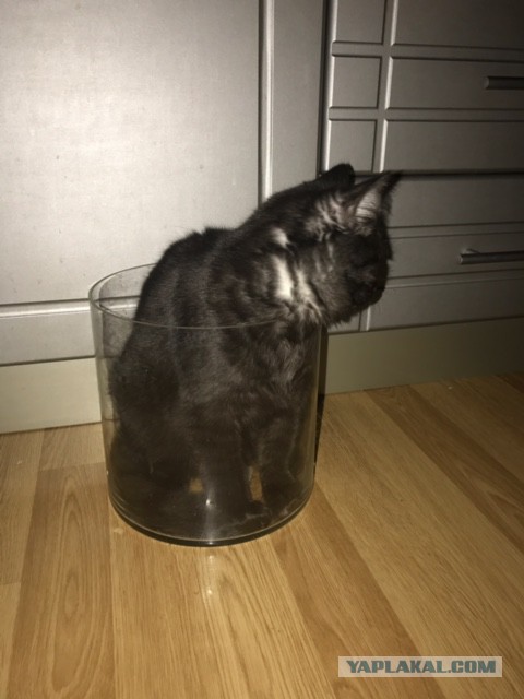 Котовторник 28.02.2017