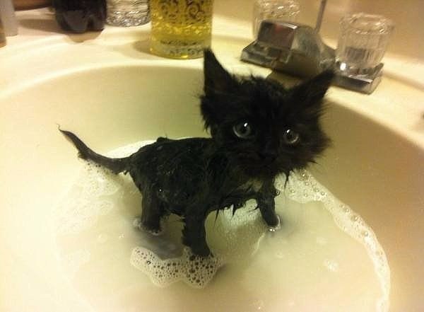 Коты и Кошки