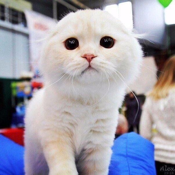 Коты и Кошки