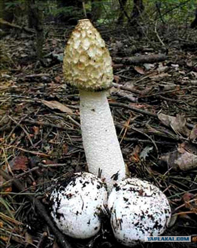 Удивительные разновидности грибов