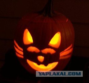 Рыжий котовторник на ЯПлакал!, Смотрим  и добавляем!