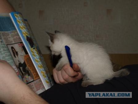 Котовторник на ЯПлакалъ