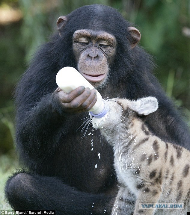 Шимпанзе воспитывает пуму.