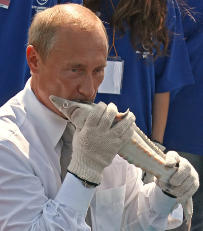 Поцелуй кита