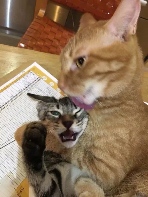 Прикольных котов пост