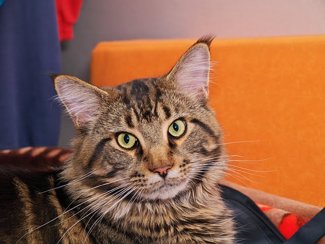 Котовторник, 19 октября