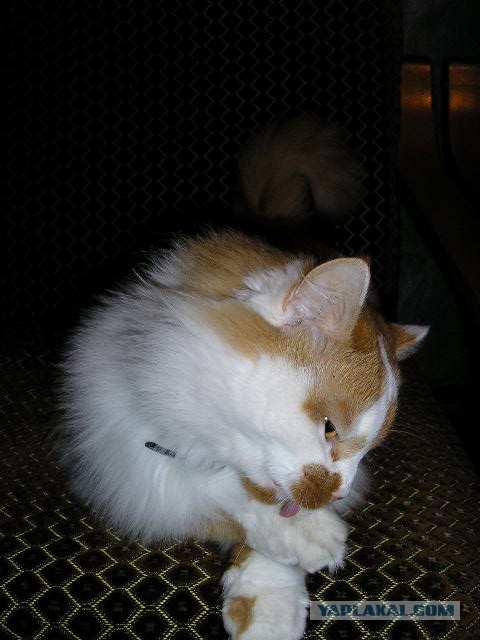 Коты, кошки и котята