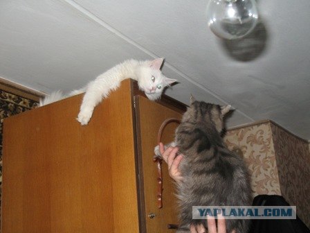 Сонный Котовторник