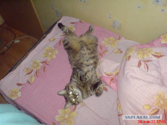 Котовторник (24. 01. 2012 )