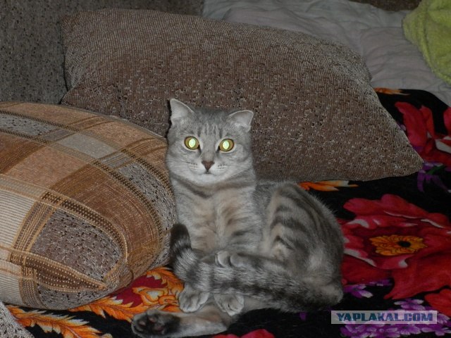 Котовторник (14.02.2012)