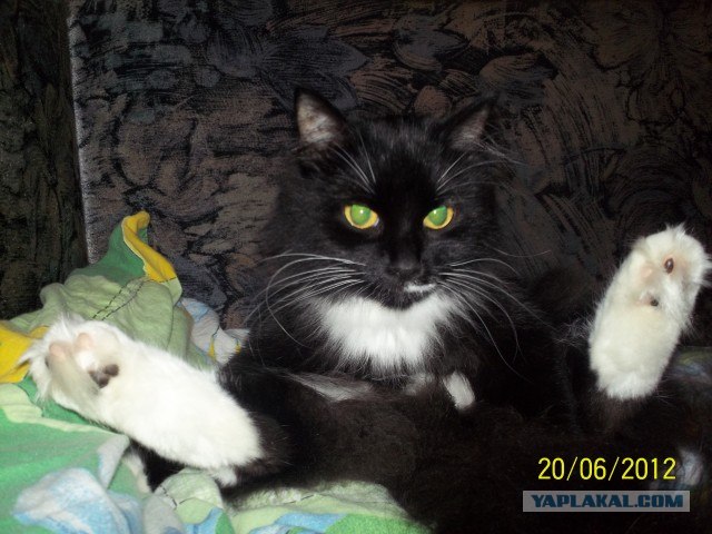 Котовторник 07.08.2012