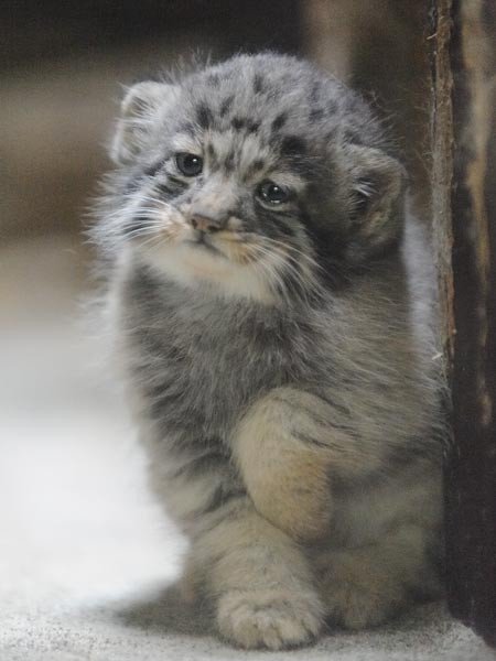 Дикий котовторник