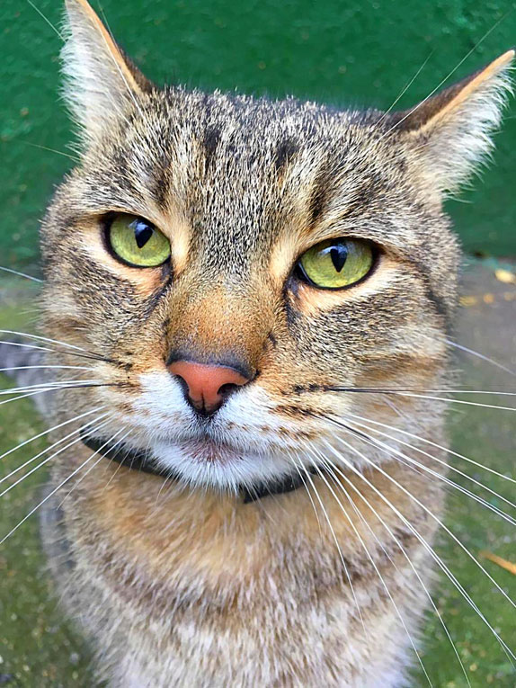 Забавные фото котеек