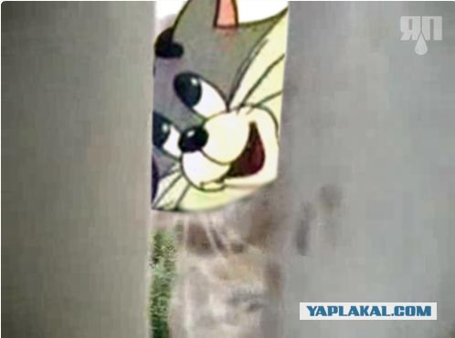 Кот на балконе