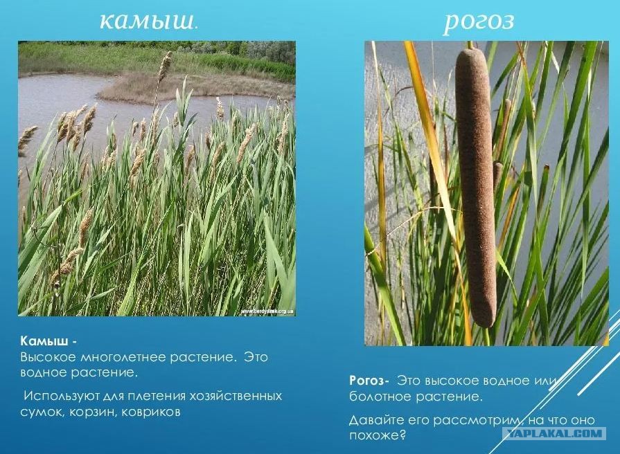 Камыш рогоз и тростник показать на рисунке