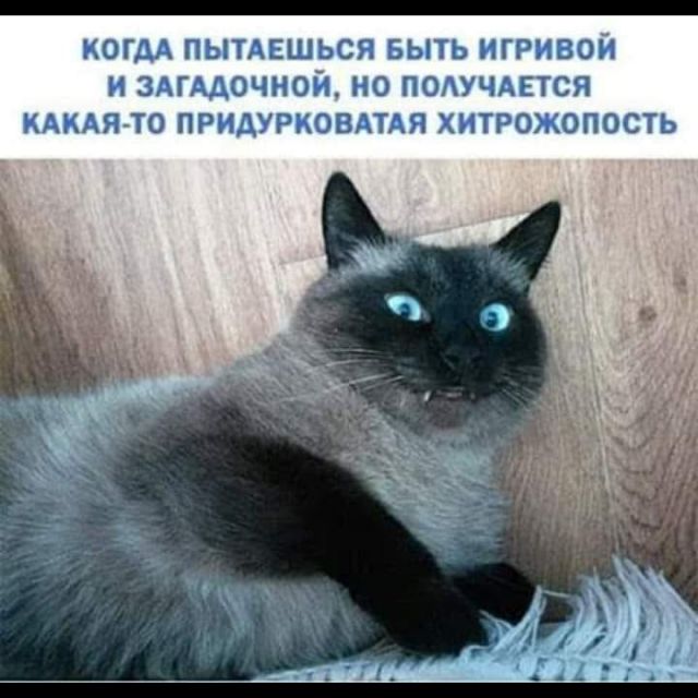 Котовторник. Картинки и буквы 08.02.22