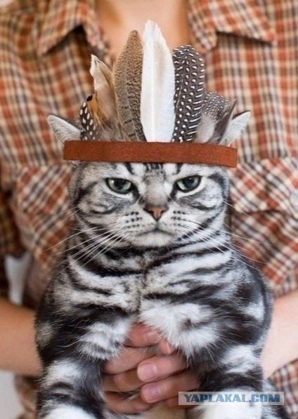 Вторник, сэр кот