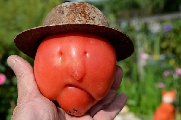 ФотоВинегрет
