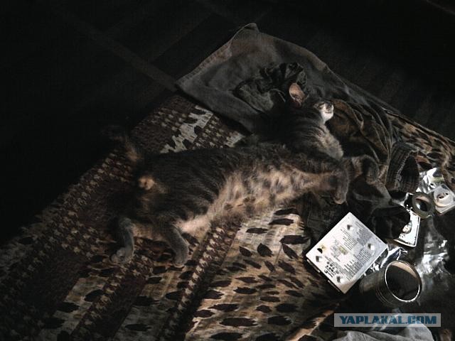 Ликбез по кошачьим породам.