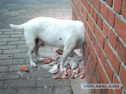 Сосед пробил дыру в стене