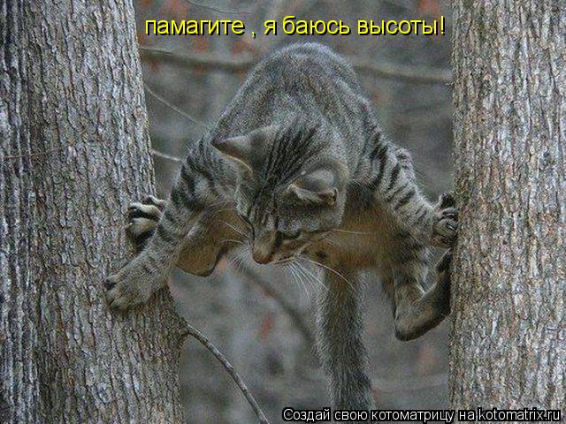 Доказательство того, что коты жидкие