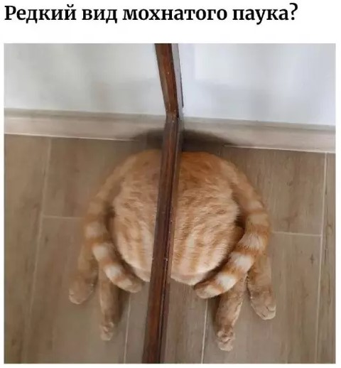Котямбосы