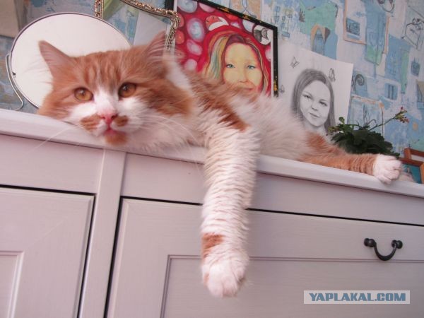 Котовторник 23.07.2013