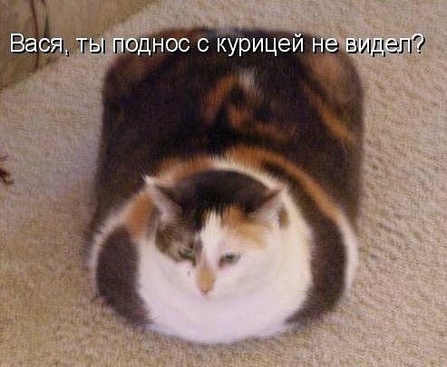 Котовторник