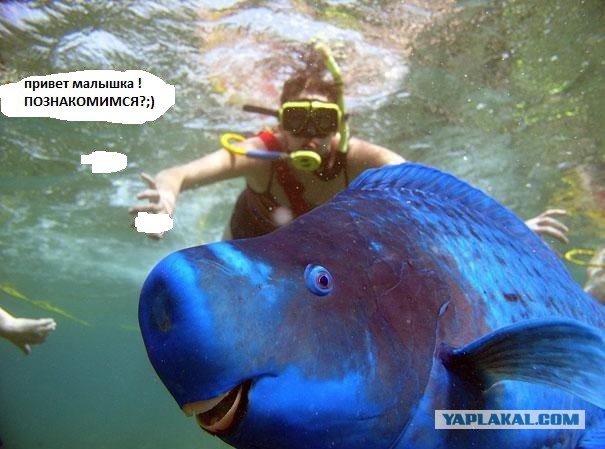 Странные и удивительные животные