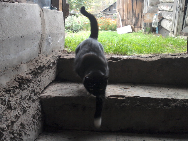 Котовторник  05.11.2013