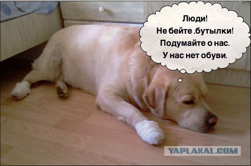 Собачники ЯПа объединяйтесь!