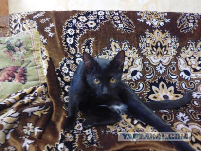 Котовторник 7.10.2014