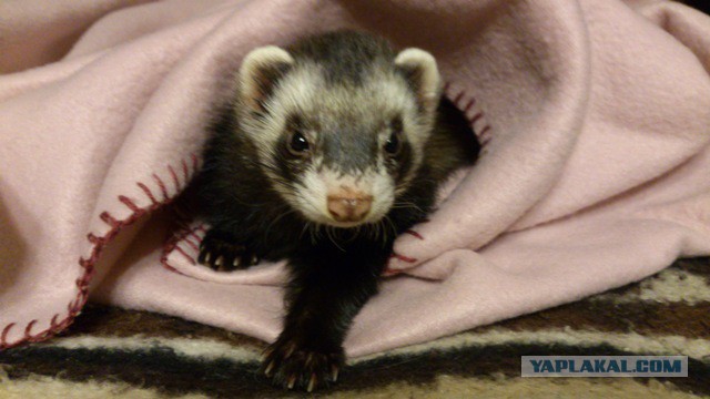 Знакомьтесь, Яшка - щенок ласки