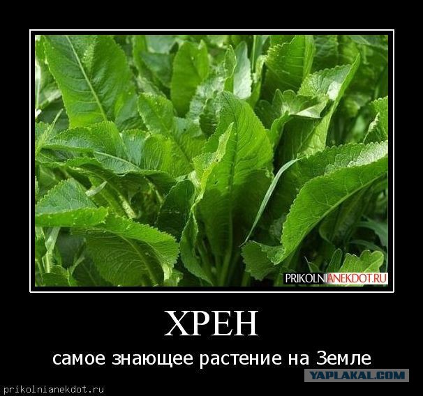 Когда кто-то плюсует твой заминусованый пост