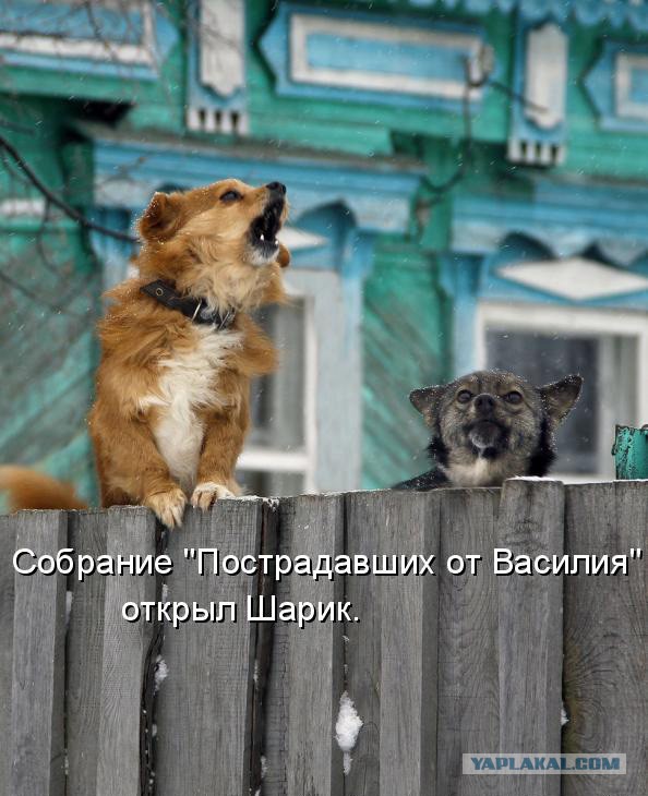 Собаки против котов