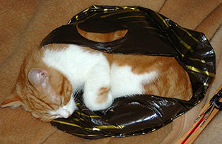 Котопост