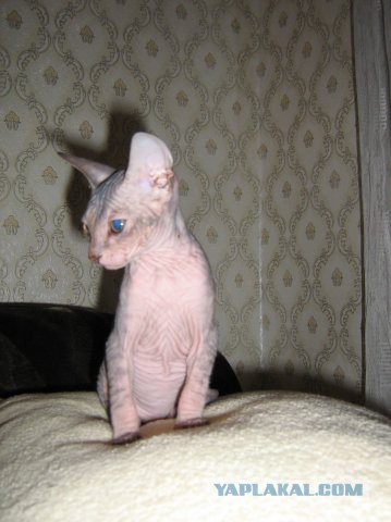 Котовторник