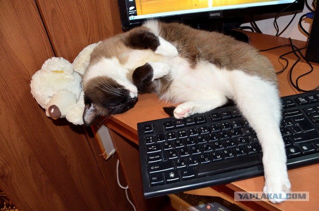 Лежанка для кота