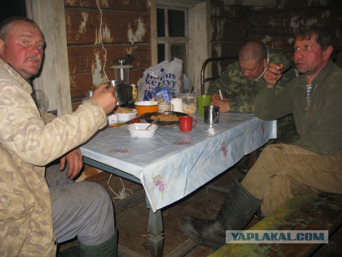 Веппский край, Южная тайга