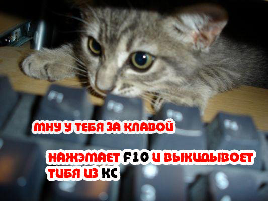 Вторничный котомёт!