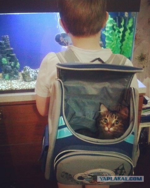 КотоВторник 26.04.2016