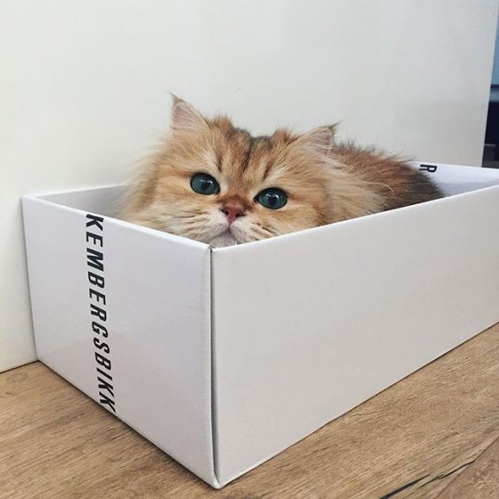 Я запостил котика