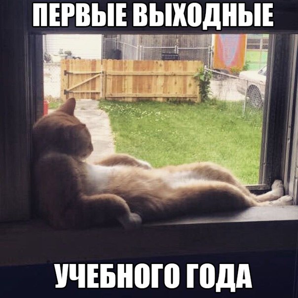 Картинки и приколы из сети